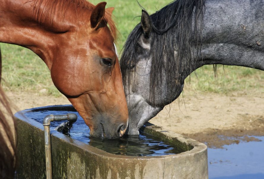 Wassertröge, Trinken