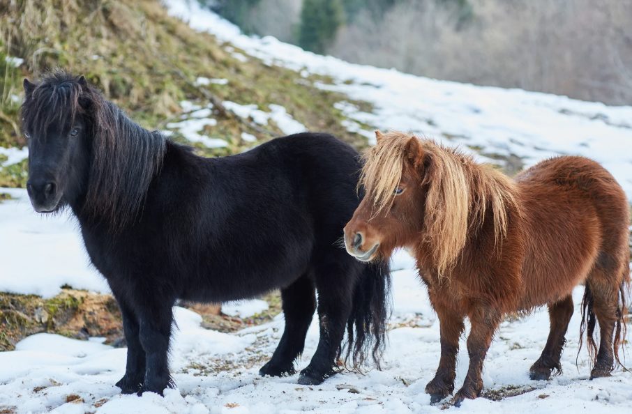 Shetlandpony