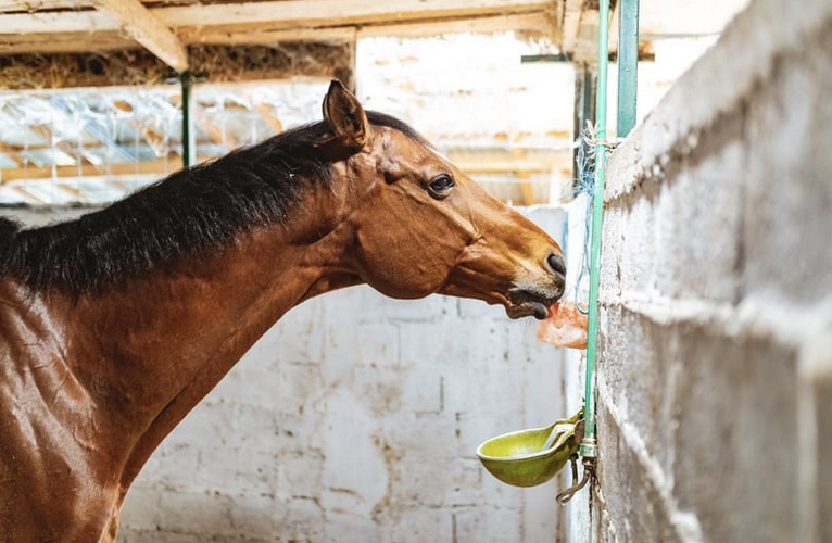Ernährung, Turnierpferde